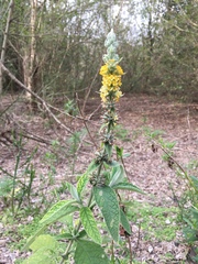 Buddleja stachyoides