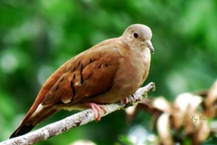 Columbina talpacoti