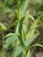 Solidago riddellii