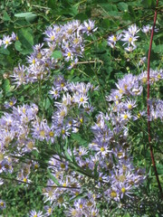 Aster tataricus