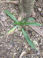 Chloraea membranacea