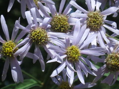 Aster tataricus
