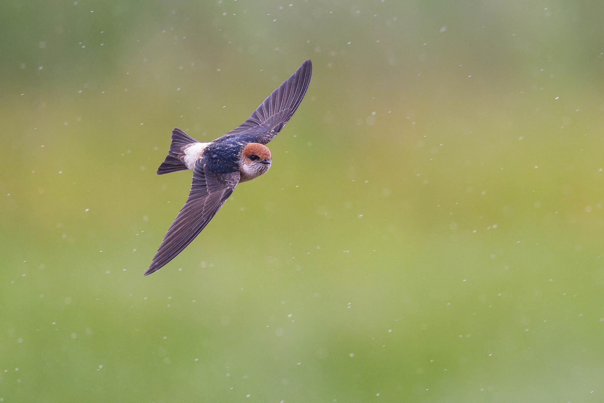Fairy Martin illustration