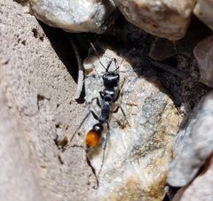 Myrmecia mandibularis