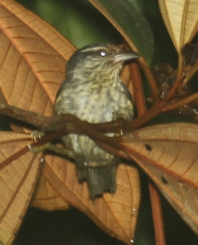 Equatorial Graytail
