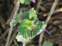 Neoerysiphe galeopsidis