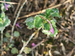 Neoerysiphe galeopsidis