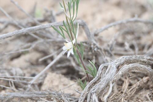 Delphinium rugulosum, photograph 6