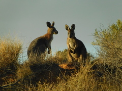 Osphranter robustus erubescens