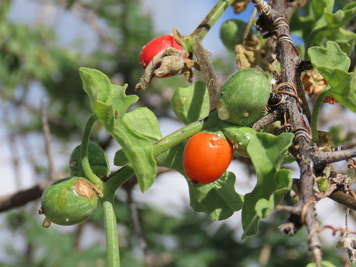 Thicket coral-fruit creeper (Corallocarpus triangularis)