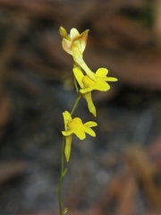 Utricularia chrysantha