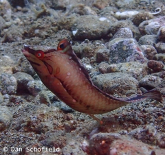 Novaculoides macrolepidotus