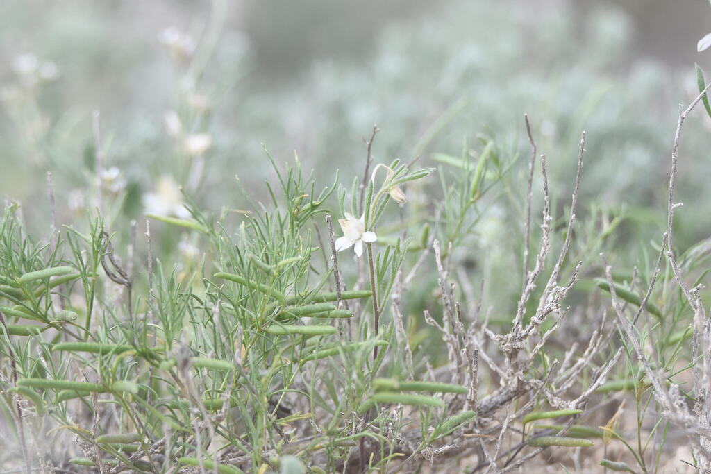 Leptaleum filifolium; photograph kirinzi, CC BY, iNaturalist via GBIF