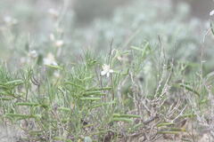 Leptaleum filifolium