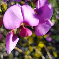 Gompholobium scabrum