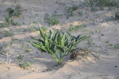 (c) kirinzi, some rights reserved (CC BY) Ferula assa-foetida, photograph (c) kirinzi, some rights reserved (CC BY)