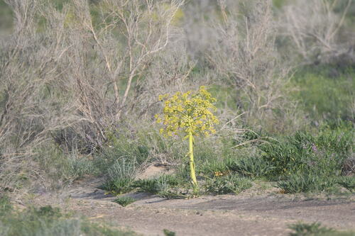 Ferula assa-foetida, photograph 2