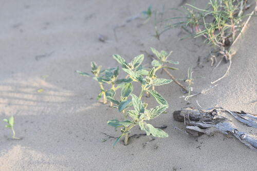 Heliotropium arguzioides (Heliotropium arguzioides)