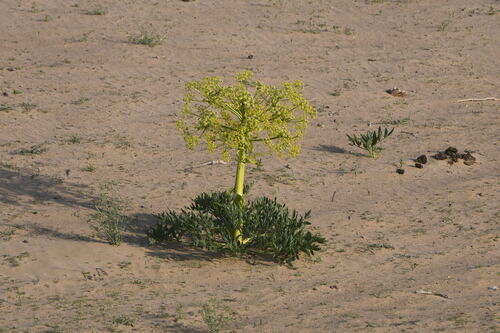 Ferula assa-foetida, photograph 1