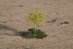 (c) kirinzi, some rights reserved (CC BY) Ferula assa-foetida, photograph (c) kirinzi, some rights reserved (CC BY)