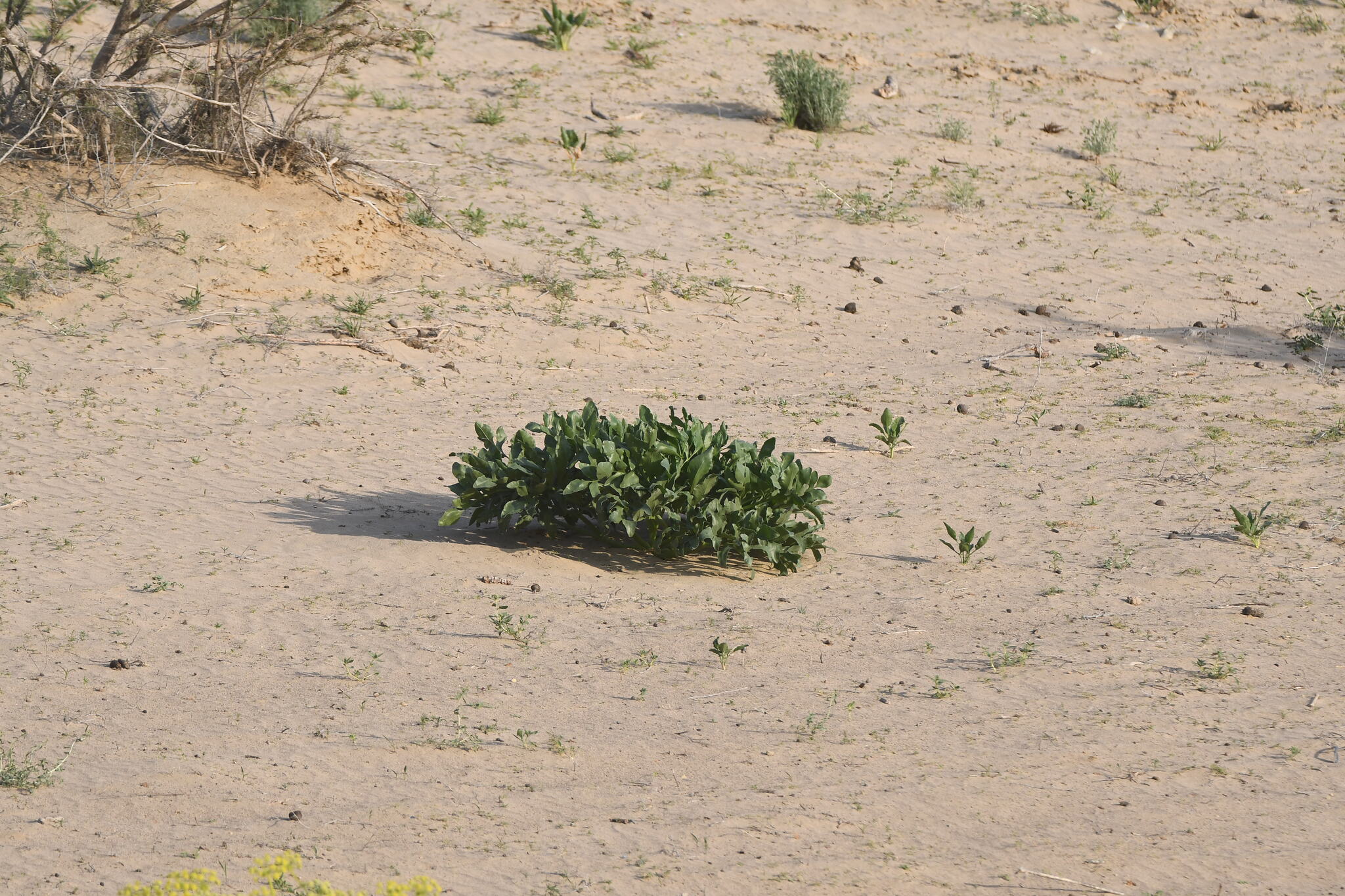 Assa-Foetida (Ferula assa)
