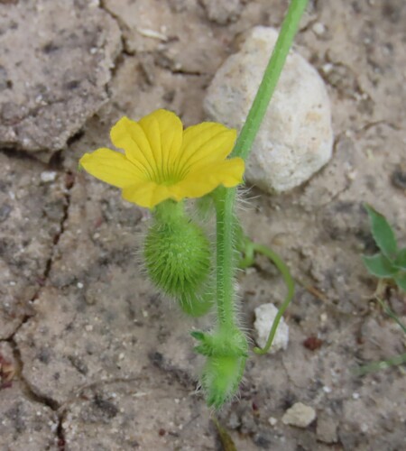 Wild Cucumber