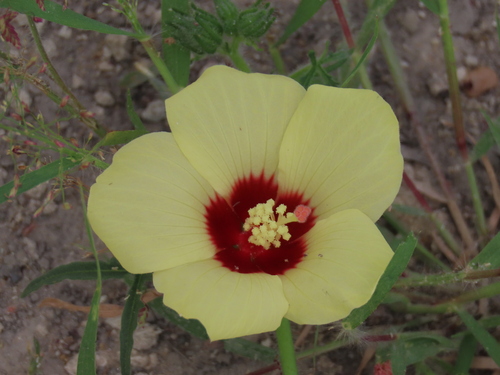 Hibiscus palmatus