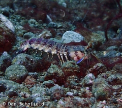 Odontodactylus latirostris