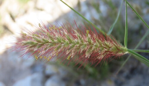 buffelgrass
