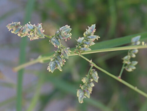 Tick Grass