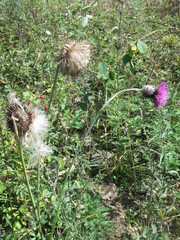 Cirsium maackii