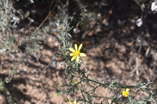 Spiny Boneseed (Osteospermum spinosum)