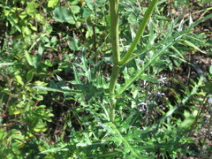 Cirsium maackii