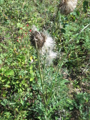 Cirsium maackii