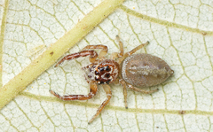 Opisthoncus alborufescens