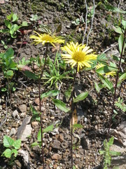 Inula japonica