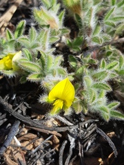 Leobordea divaricata