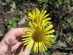 Inula japonica