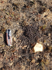 Sylvicapra grimmia caffra