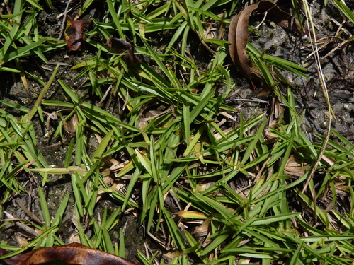 Eremochloa ophiuroides
