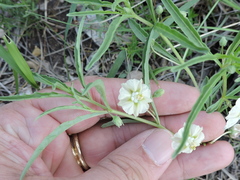 Chamaesaracha coronopus