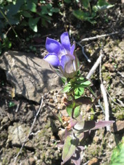 Gentiana scabra