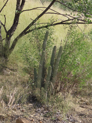 Kunene Hoodia (Hoodia parviflora)