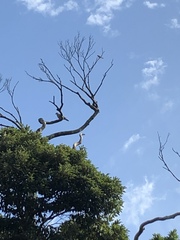 Streptopelia orientalis