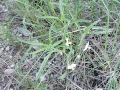 Chamaesaracha coronopus