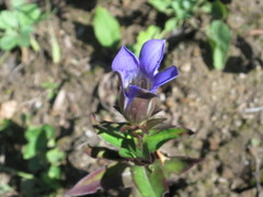 Gentiana scabra