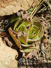 Crassula capitella nodulosa