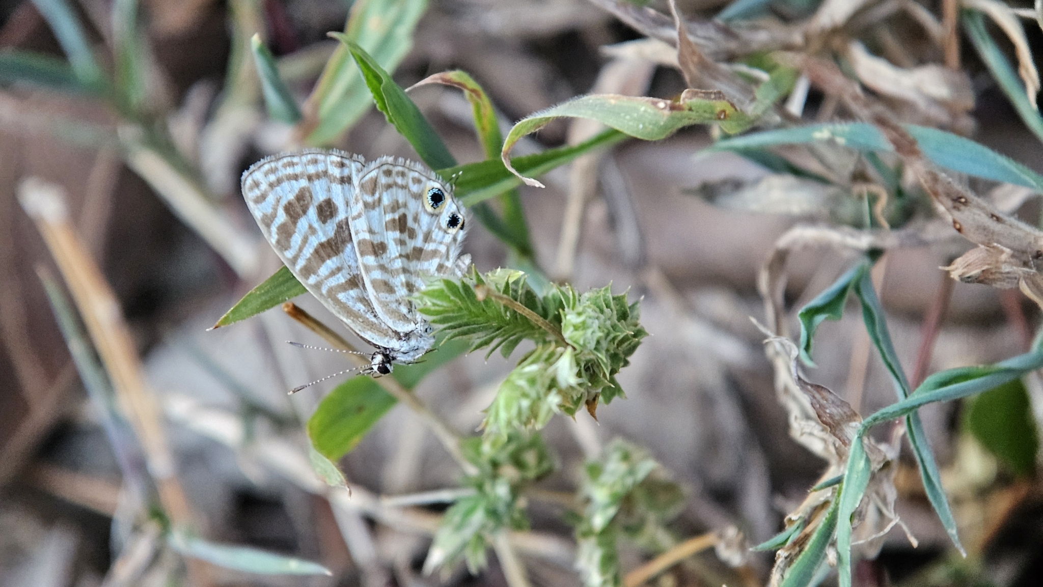 Zebra Blue