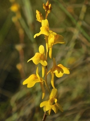 Utricularia chrysantha