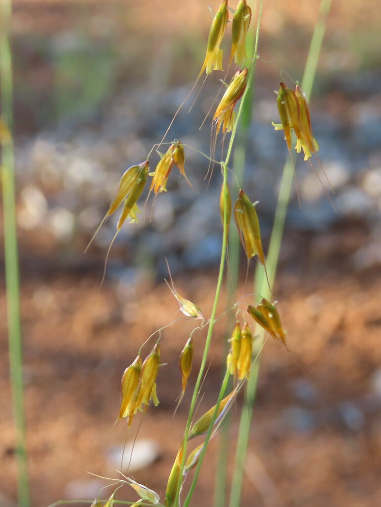 Melinis longiseta